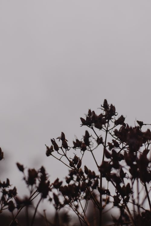 Free A serene and minimalist photograph of dried branches silhouetted against a gray sky, perfect for backgrounds. Stock Photo