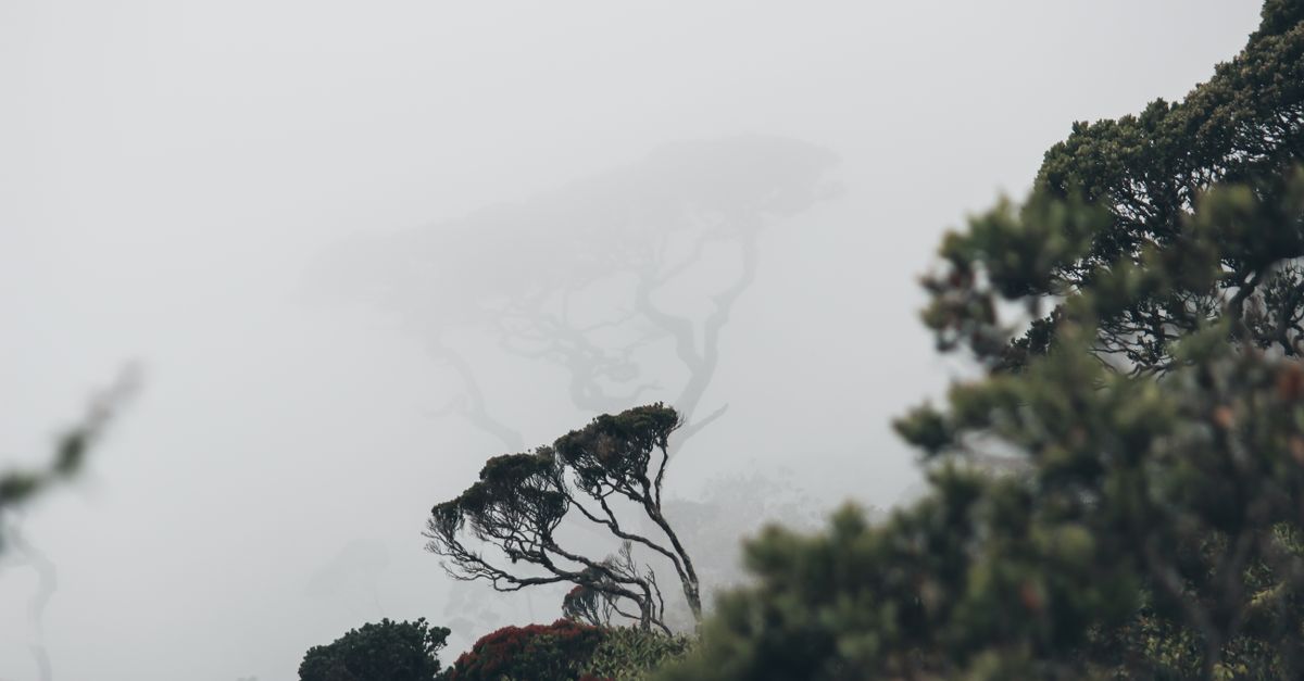 Nyungwe Forest National Park