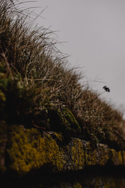 Free Close-up of a moss-covered rock wall topped with grass in Helsinki, Finland. Stock Photo