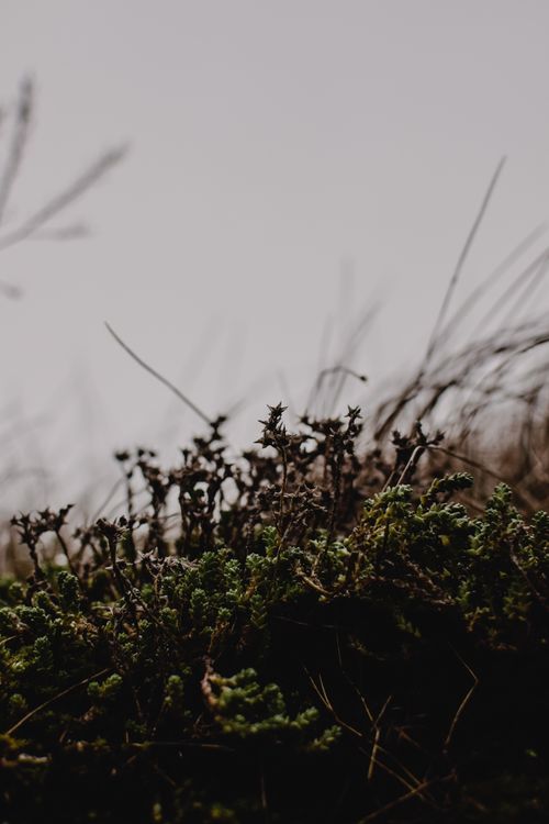 Free A close-up of shrubs in a moody Helsinki landscape, showcasing autumn foliage. Stock Photo