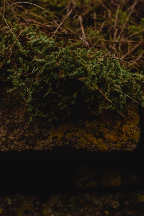 Groene Plant Op Bruine Grond