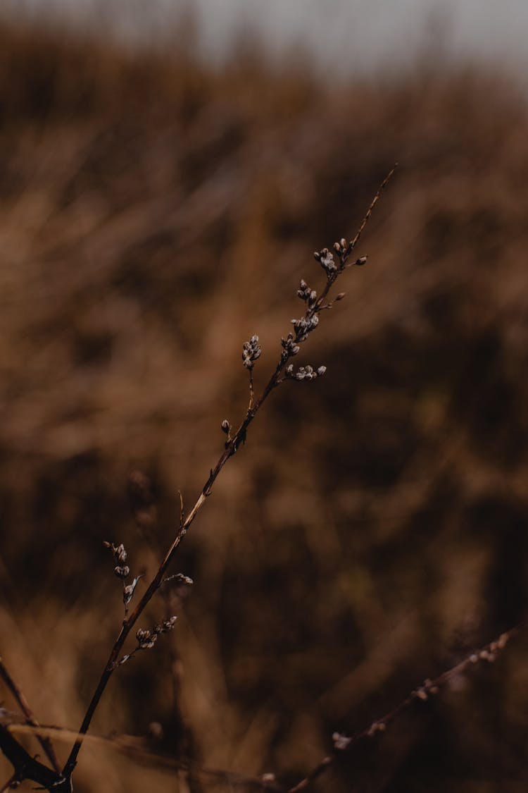 Brown Plant In Tilt Shift Lens