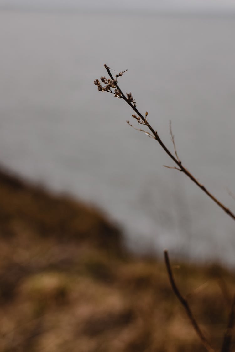 Stem Of A Plant In Tilt Shift Lens