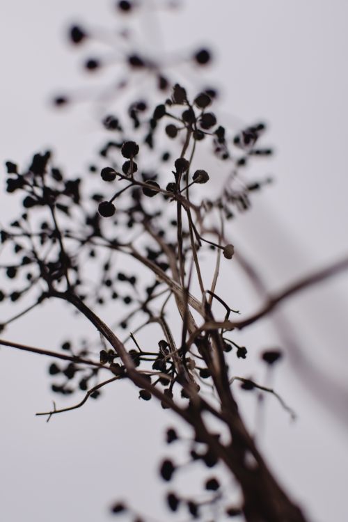 Free Artistic silhouette of dried autumn branches with berries. Captures the essence of fall in Helsinki. Stock Photo