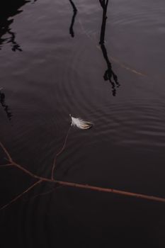 在芬兰赫尔辛基平静的湖面上，一根羽毛优雅地漂浮着