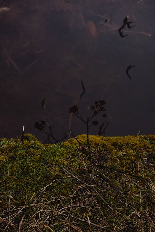 Kostnadsfri bild av anläggning, gräs, landskap