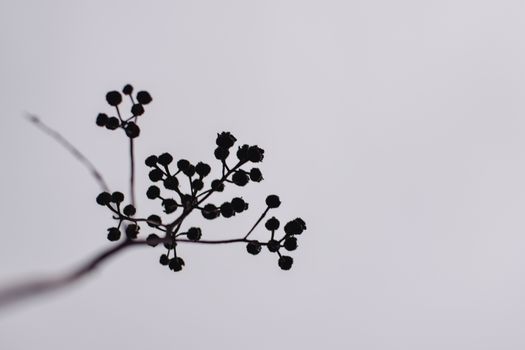 在芬兰赫尔辛基，由精致的树枝和花蕾构成的极简主义轮廓映衬着灰色的天空