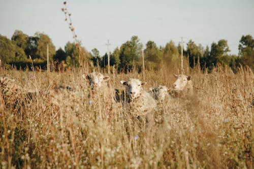 Cinq Moutons Blancs Sur Brown Meadows