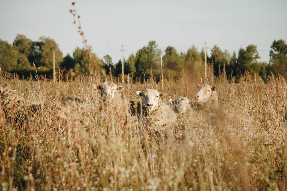 Sheep grazing in a sunlit rural field surrounded by tall grass and trees.