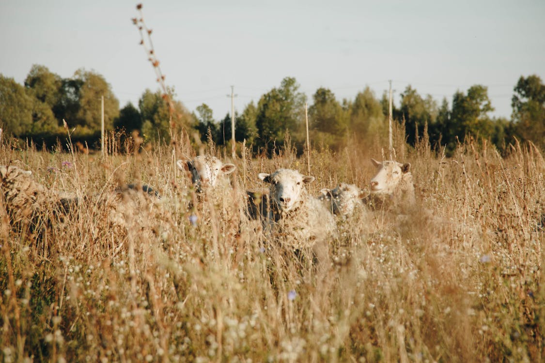 Five White Sheep on Brown Meadows