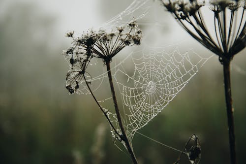 Free Shallow Focus Photography of a Spiderweb With Raindrops Stock Photo