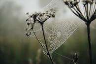 薄雾笼罩的清晨，蜘蛛网在野生植物上闪闪发光