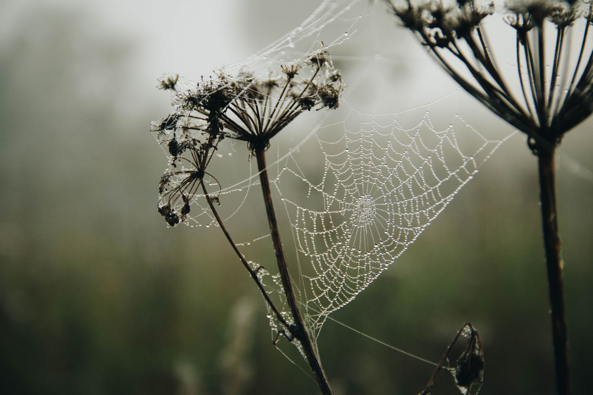 A spiderweb glistens with dew on a wild plant during a misty morning in nature.