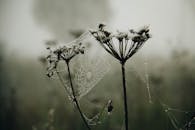 雾蒙蒙的风景中，野花上挂满露珠的蜘蛛网，唤起一片宁静