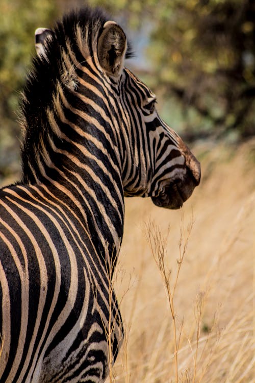 Close-up View of Zebra on Savannah
