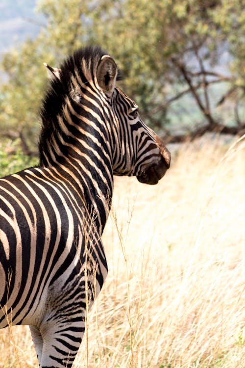 Selective Focus Photo of a Zebra