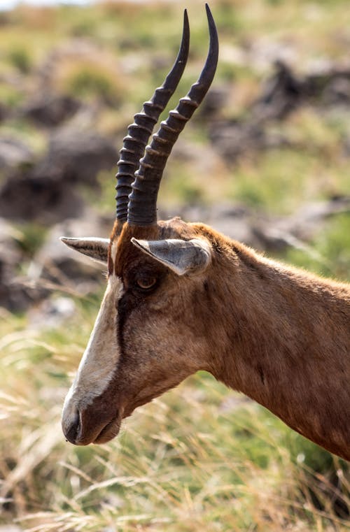 Selective Focus Photo of a Waterbuck with Long Horns