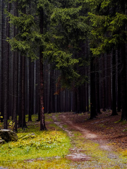 Unpaved Pathway on Grass Field Near Trees 