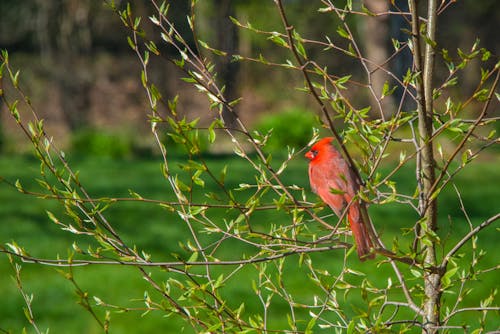 Selective Focus Photo of a Red Northern Cardinal Perched on the Twigs of a Plant