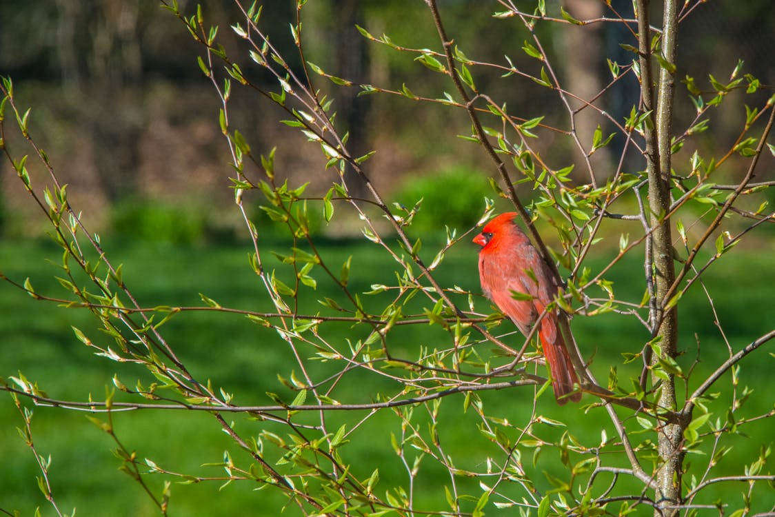 Selective Focus Photo of a Red Northern Cardinal Perched on the Twigs of a Plant