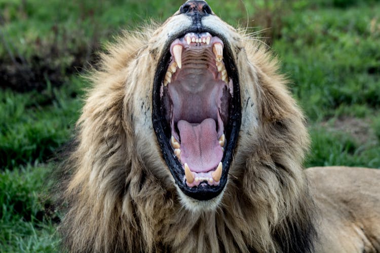 
A Lion Roaring