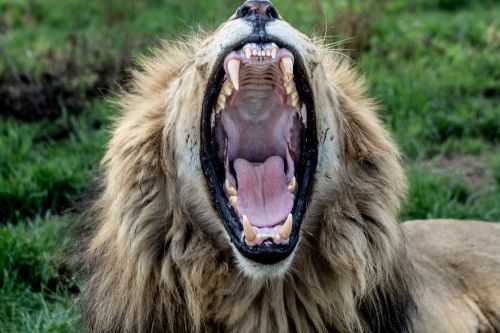 Free Intense close-up of a lion roaring with open mouth in the wild. Stock Photo