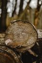 A Close-Up Shot of a Tree Trunk