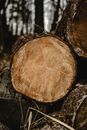 A Close-Up Shot of a Tree Trunk