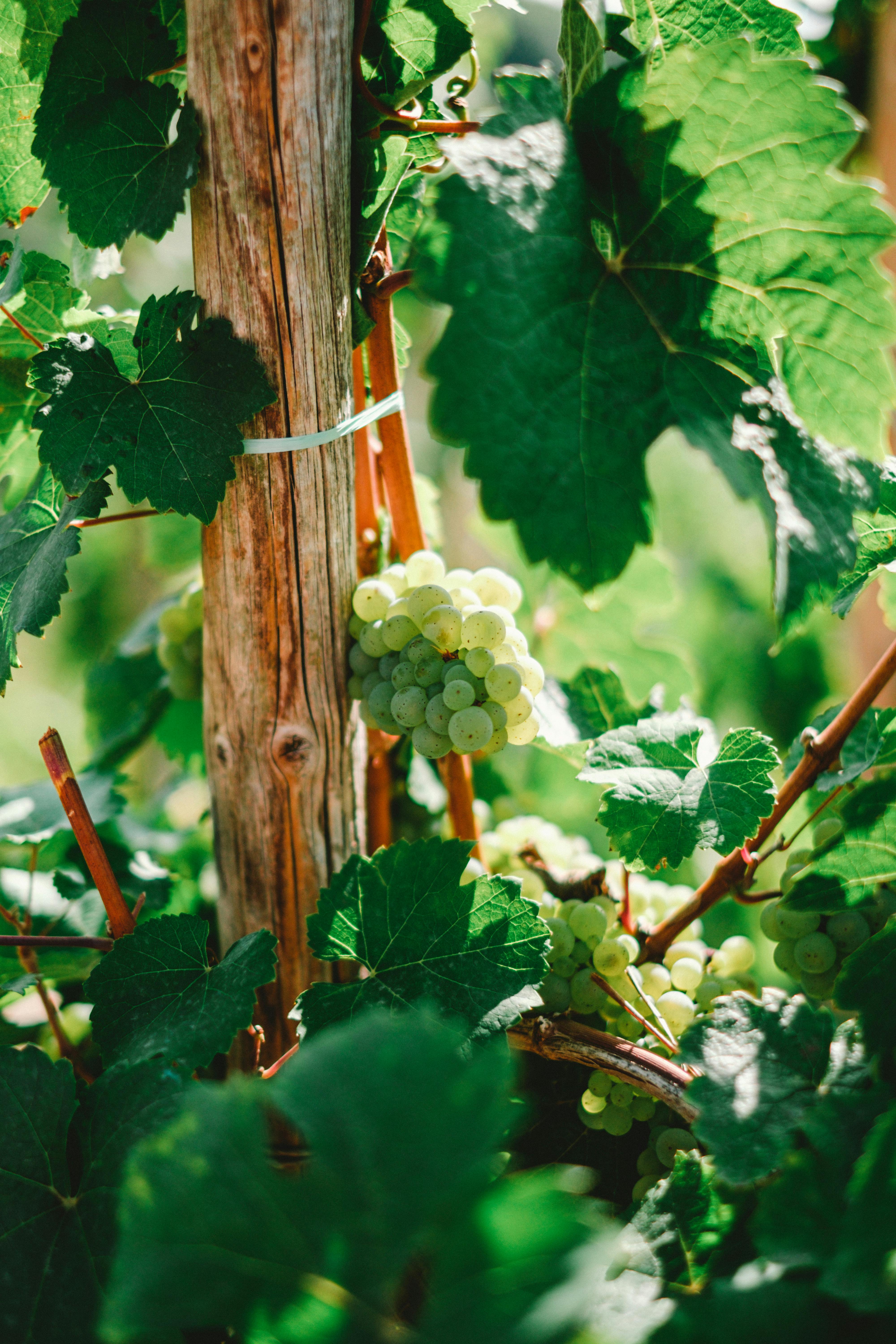 Close-up of lush green grapes clustered on a sunlit grapevine with vibrant leaves.