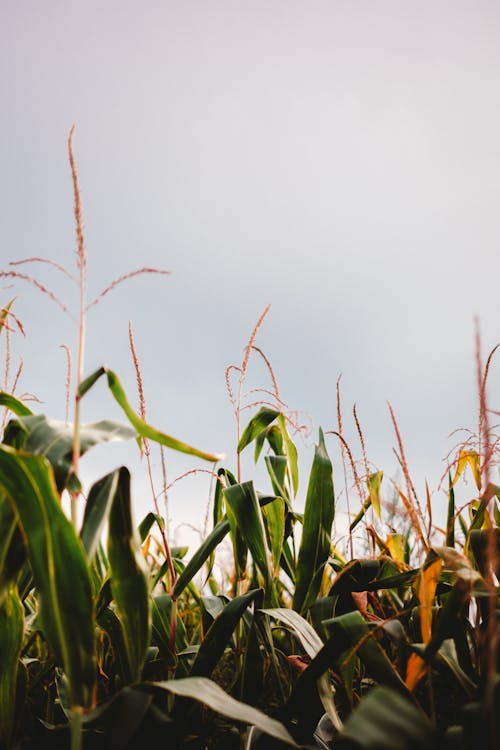 
A Corn Field under a Cloudy Sky