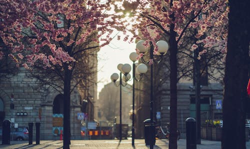 Free Pink and White Flower Tree on the Street Stock Photo