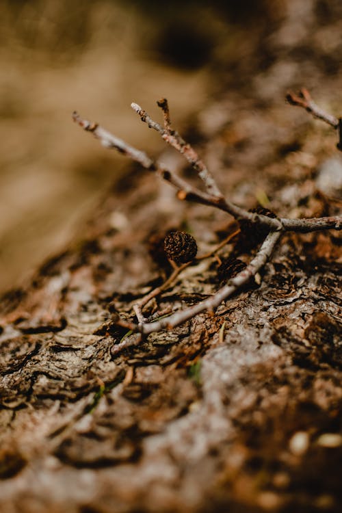 Feuille Séchée Brune Sur Une Branche D'arbre Brun