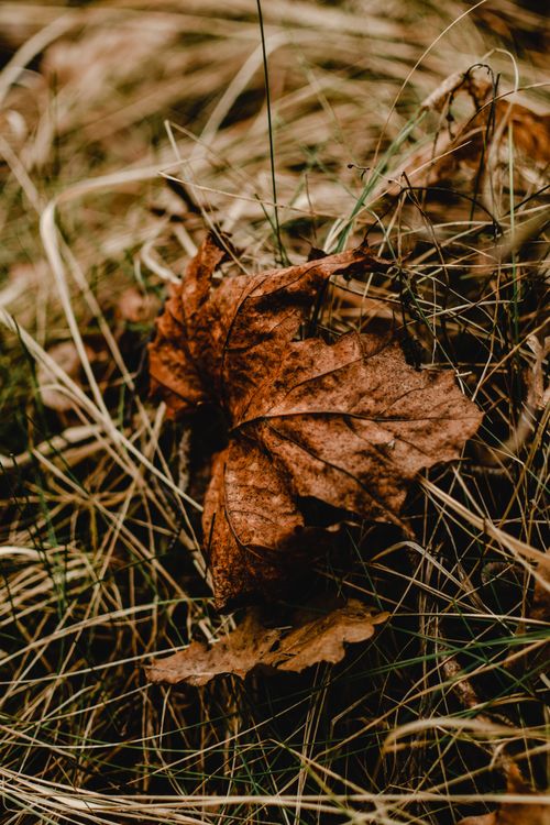Free Close-up of brown autumn leaves on grass in Helsinki, Finland capturing seasonal change. Stock Photo