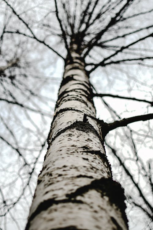 Kahverengi Ağacın Düşük Açı Fotoğrafı
