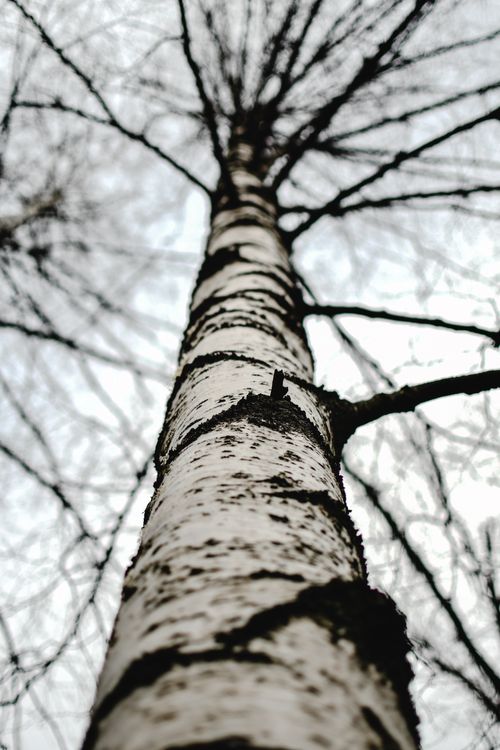 Free Low angle view of birch tree against gloomy sky in Helsinki's fall forest, capturing nature's beauty. Stock Photo