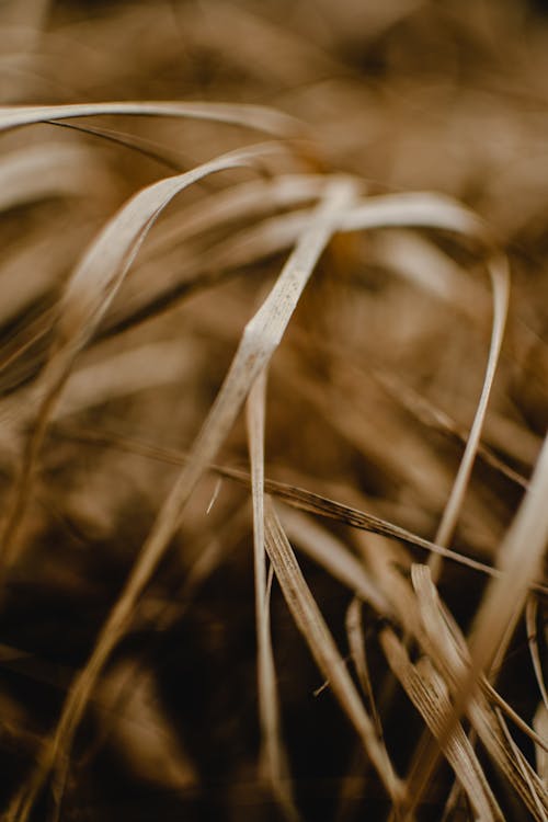 Close-Up Shot of Brown Grass
