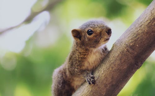 Free Brown Squirrel on Brown Tree Branch Stock Photo