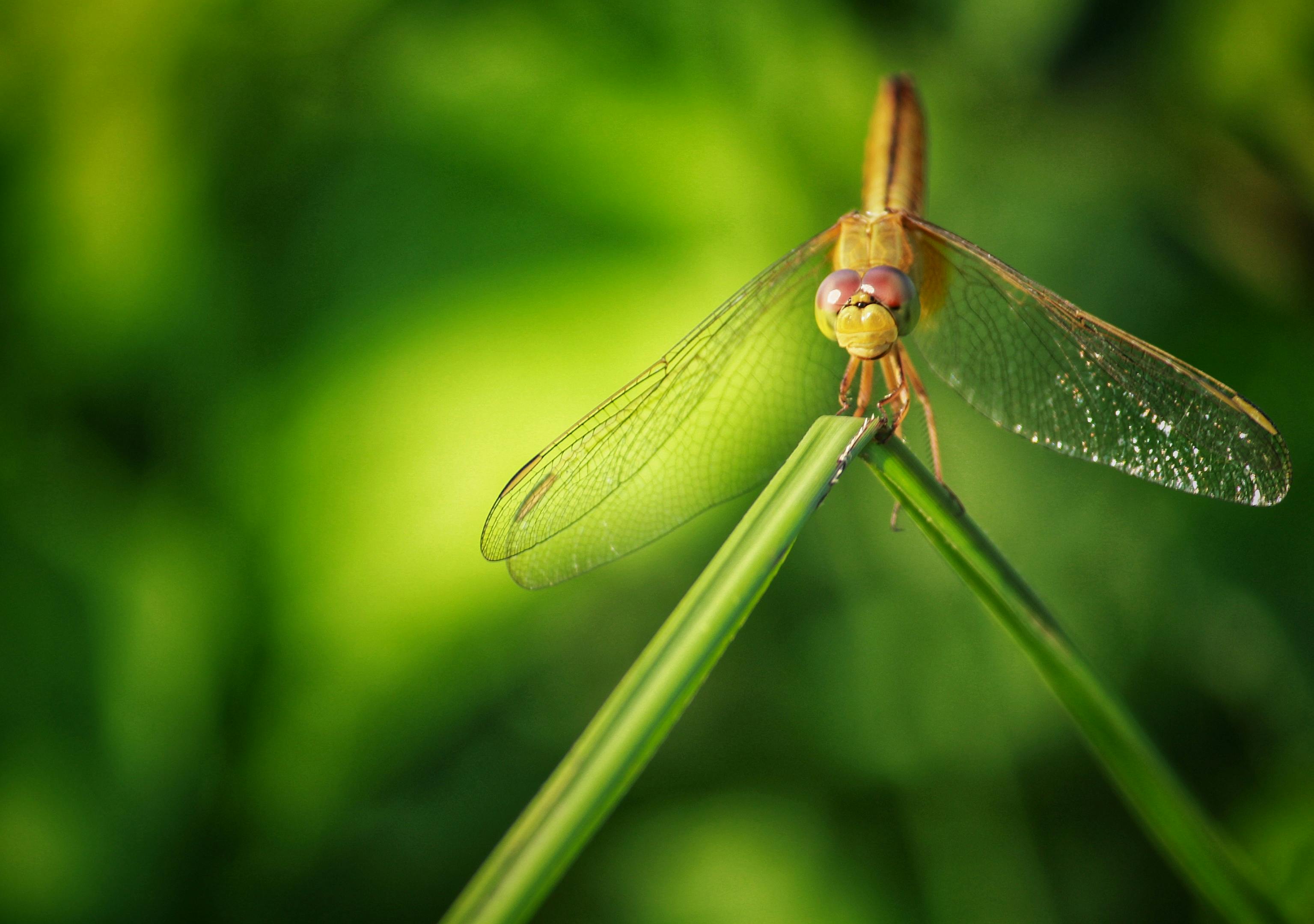 Blue Dragonfly On Wall · Free Stock Photo