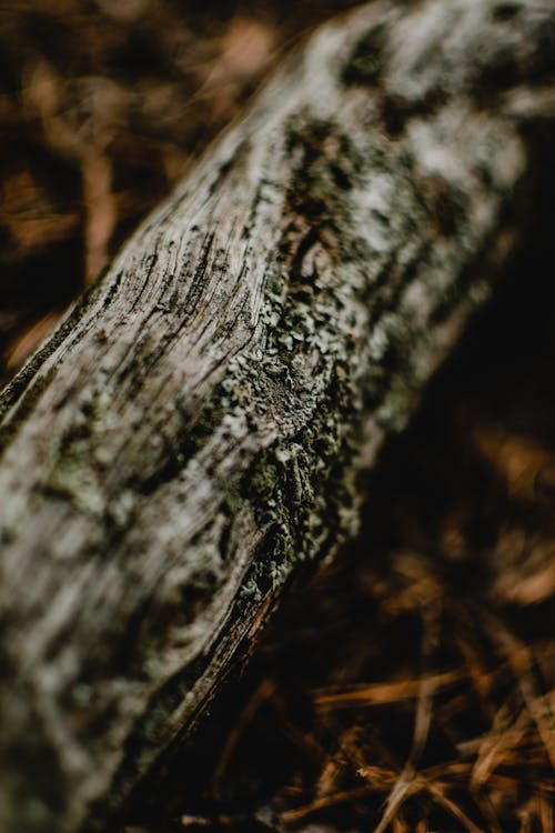 A Close-Up Shot of a Tree Trunk · Free Stock Photo