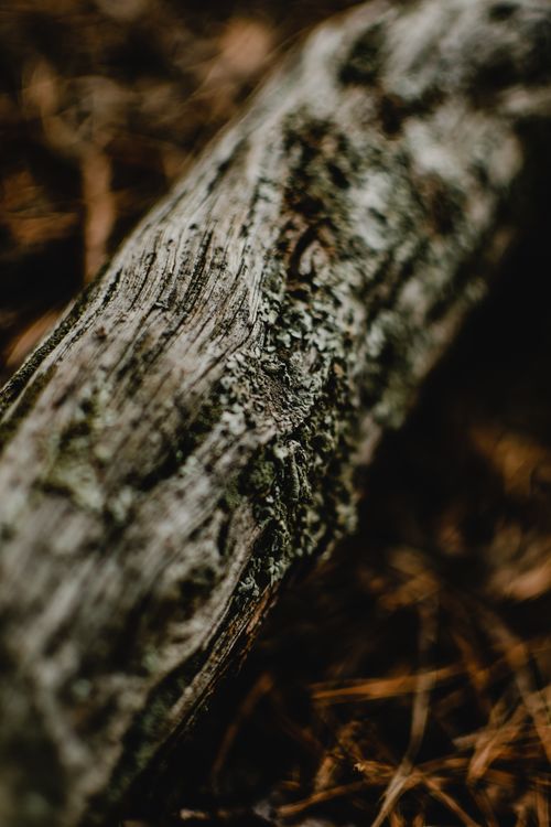 Free Detailed close-up of a tree trunk showcasing textured bark in a Finnish forest setting. Stock Photo