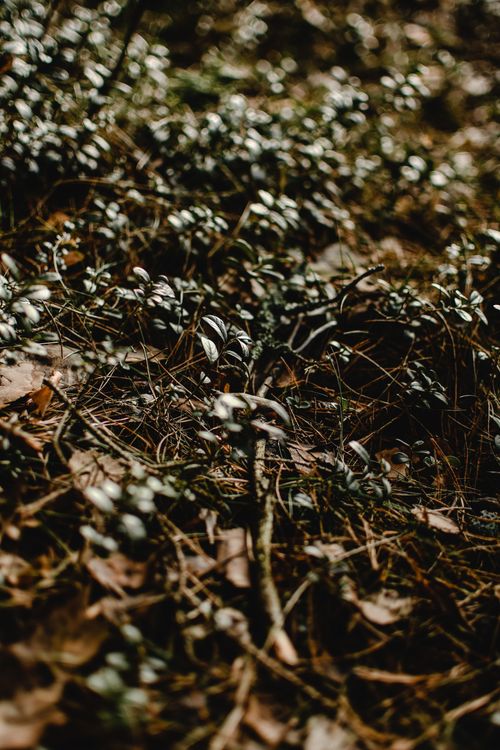 Free A close-up of a moody forest floor in Helsinki, showcasing twigs, pine needles, and lush green flora. Stock Photo