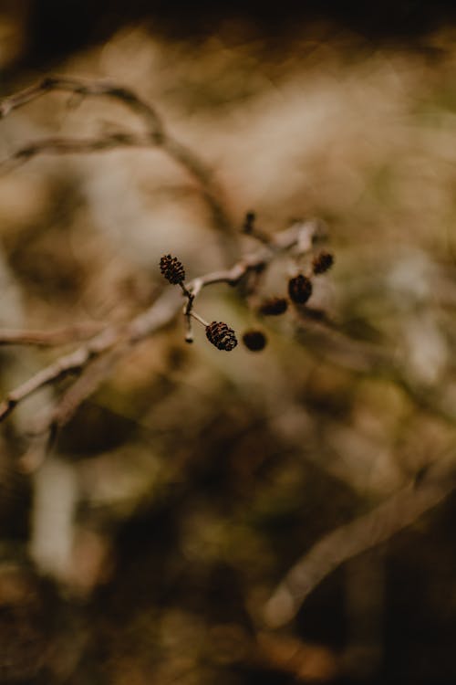 Black Round Fruits on a Branch