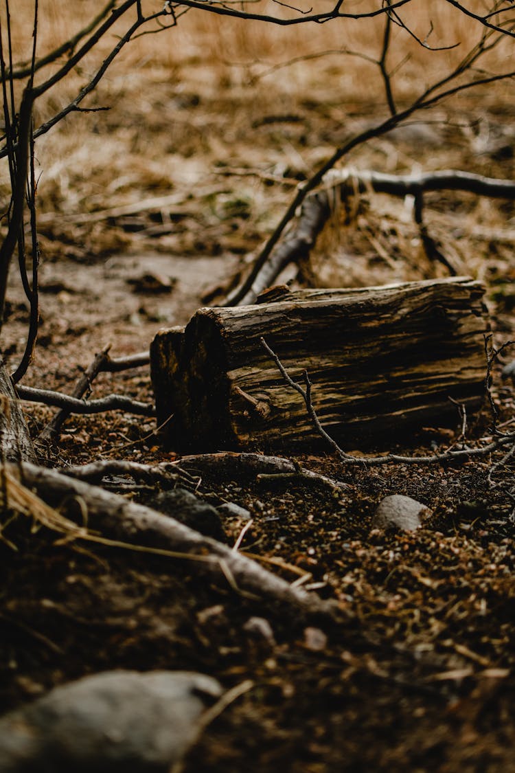 A Log Of Wood And Branches On The Ground