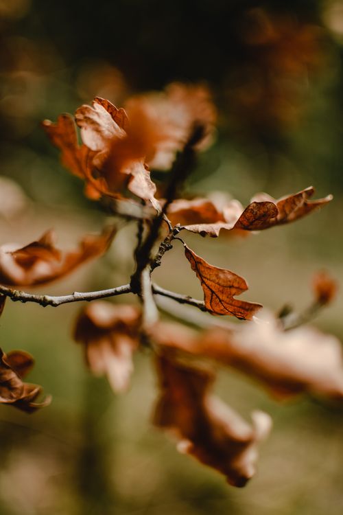 Free A shallow focus captures brown autumn leaves on a tree branch, evoking a natural, moody scene. Stock Photo