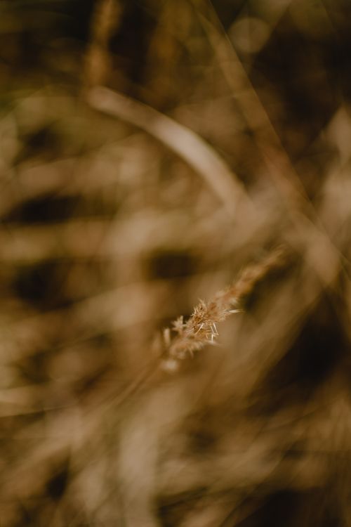 Free Close-up of autumn grass with a blurred background in Helsinki, showcasing brown tones and nature's texture. Stock Photo