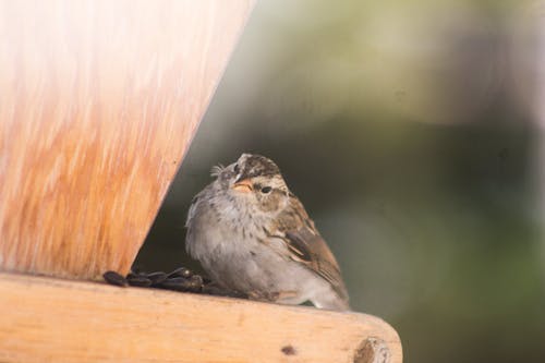 Free stock photo of brown, cute