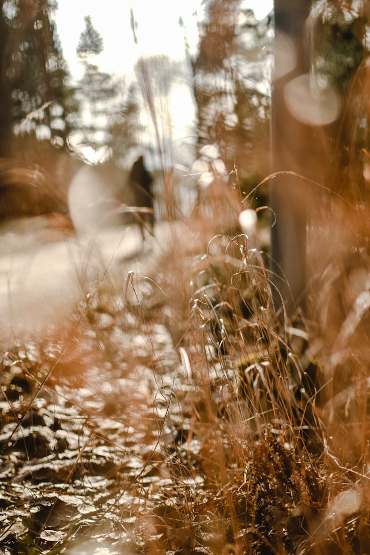 
Dried Grass On The Ground