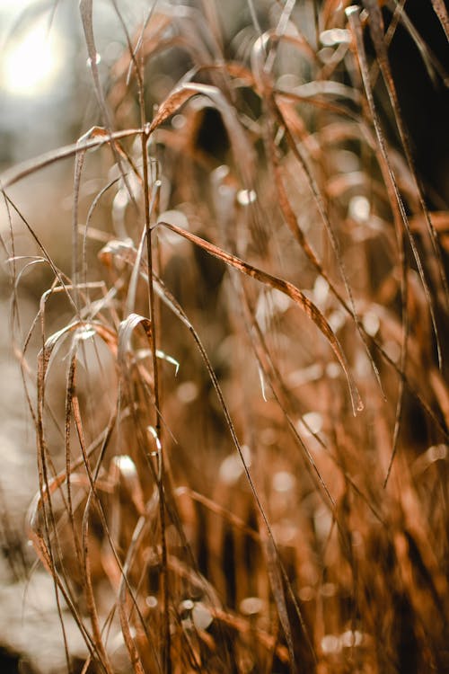 無料 チルトシフトレンズの茶色の草 写真素材