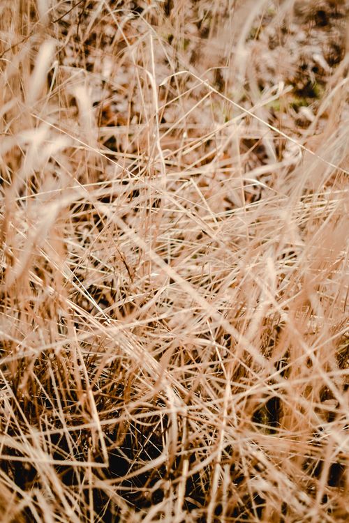 Free Close-up of dry grass in an autumn field, highlighting nature's intricate textures. Stock Photo