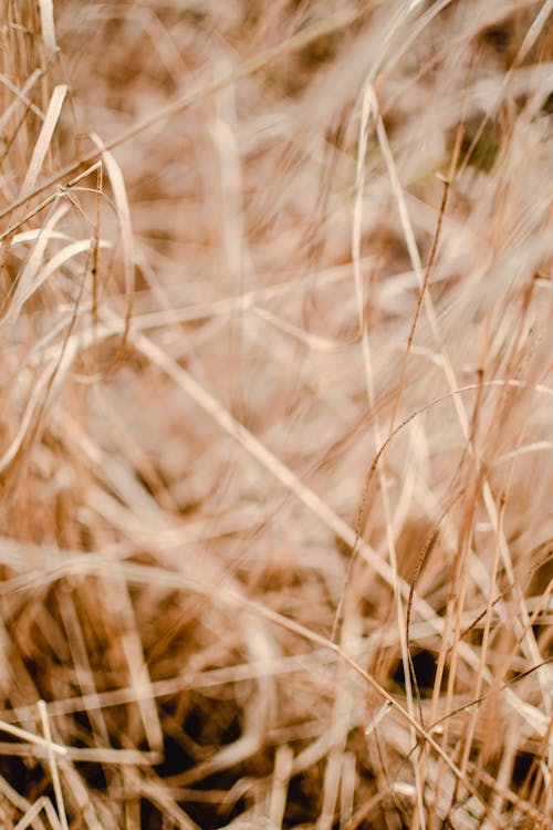 Free A Close-Up Shot of Dried Grass Stock Photo